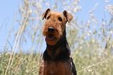 AIREDALE TERRIER 272